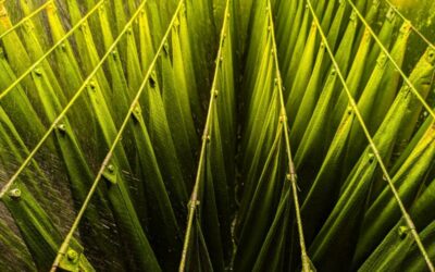 Can a new technology shake up the algae treatment market?